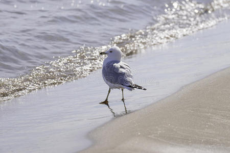 阳光 海岸 羽毛 闪烁 天空 动物 自然 账单 戒指 海滨