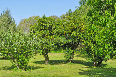 无花果果园图片-无花果果园素材-无花果果园插画-摄图新视界