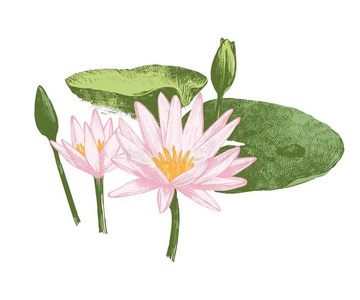 手绘植物睡莲图片
