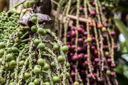 印度尼西亚巴厘岛咖啡农场和种植园咖啡水果的特写。 咖啡豆。