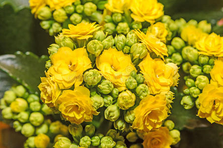 甘蓝 花农 室内植物 卡尔 景天科 花盆 五颜六色 苔藓