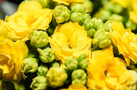 甘蓝 植物学 花盆 室内植物 五颜六色 花序 花的 公寓