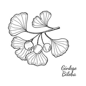 银杏插画图片