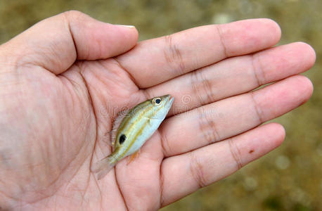 钓鱼 颜色 规模 渔业 盐水 动物 保护 海的 食物 海滩