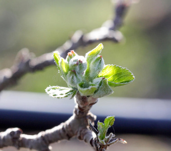 树上苹果关闭图片