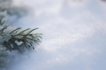 雪上的圣诞树树枝