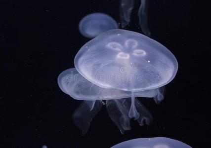 在水族馆里发光的水母特写镜头。 水族馆背景