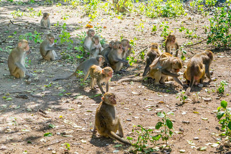一群猴子图片