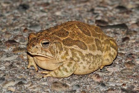 孔大青蟾蜍大的棕色蟾蜍一只棕色的大蟾蜍躺在休息在日本的宫古蟾蜍