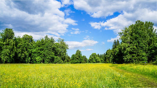 保护 六月 俄罗斯 季节 公园 森林 欧洲 文化 自然 情景