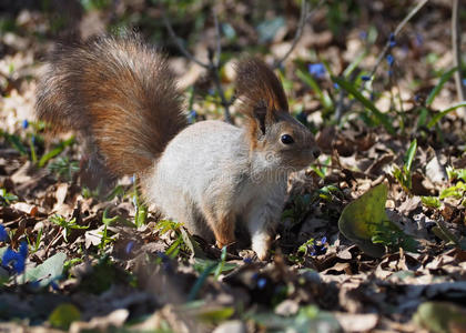 仙女 春天 地面 野生动物 公园 森林 美女 可爱的 松鼠