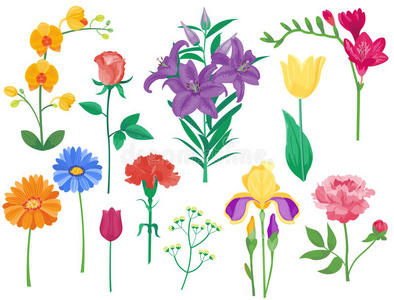 卡通花瓣，复古花卉矢量花束，花，植物，天然牡丹，插图和夏季花卉