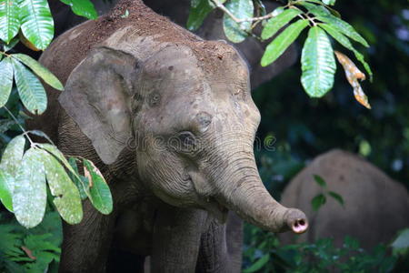 婆罗洲大象