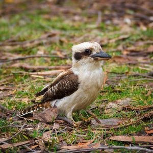 澳大利亚的Kookaburra在森林里