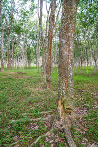 农业 种植园 生产 橡胶 分支 木材 植物 亚洲 植物区系