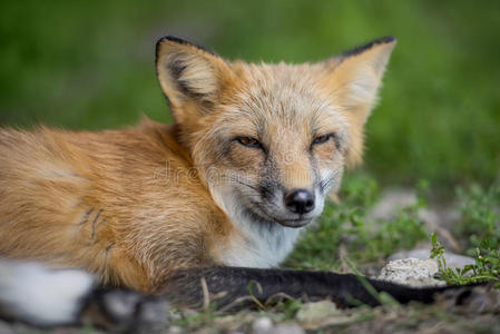 野兽 狐狸 肖像 鼻子 自然 美丽的 毛茸茸的 犬科 猎人