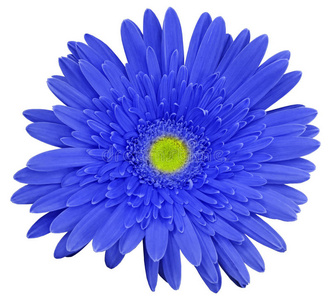 蓝色非洲菊花,白色孤立背景与裁剪路径. 特写镜头. 没有阴影.