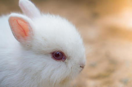 耳朵 波基 邦妮 后院 草地 哺乳动物 兔子 自然 横梁