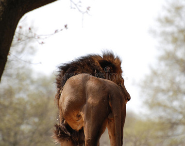 站在树下的狮子的背面照片