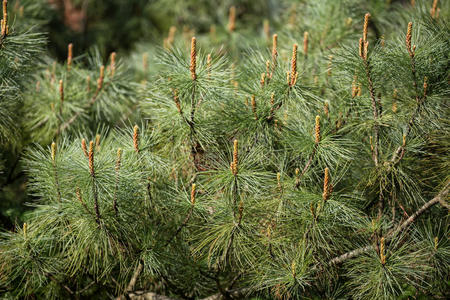 爬行 纹理 美丽的 春天 植物区系 冷杉 西伯利亚 环境