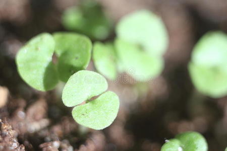 地面 园艺 植物 土壤 发芽 春天 幼苗 幼树 成长 新的