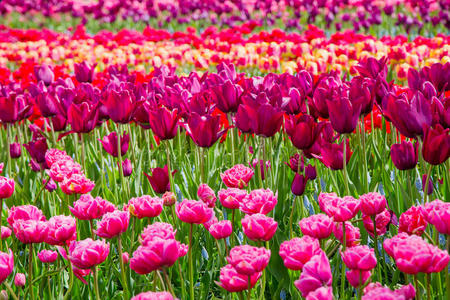荷兰基肯霍夫公园里五颜六色的郁金香