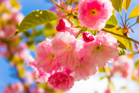 美丽的樱花枝。 许多娇嫩的粉红色樱花。 抽象的自然背景。 春天
