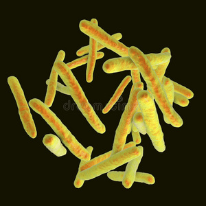 细菌结核分枝杆菌