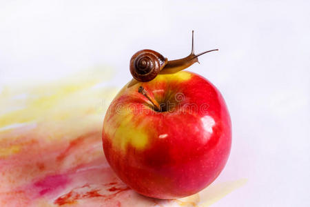 大蜗牛面包和红茶壶,供大家庭使用红醋栗浆果旁边的小蜗牛红苹果蜗牛