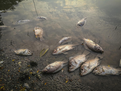 死库水河上死鱼. 暗水污染照片