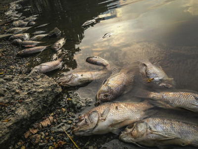 死库水河上死鱼. 暗水污染照片