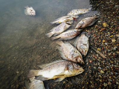 河上死鱼. 暗水污染照片