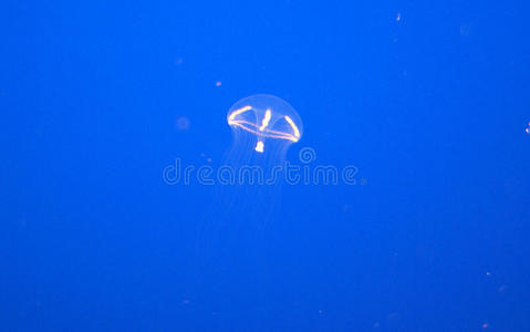 水母 透明的 触须 好的 水族馆 印度语 运河 雨伞 蒙特利