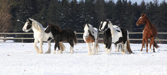 一群马在冬天奔跑