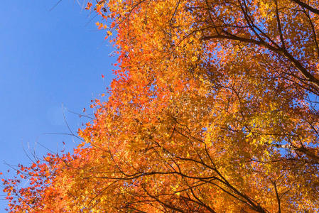 颜色 风景 公园 秋天 自然 森林 落下 枫树 纹理 京都