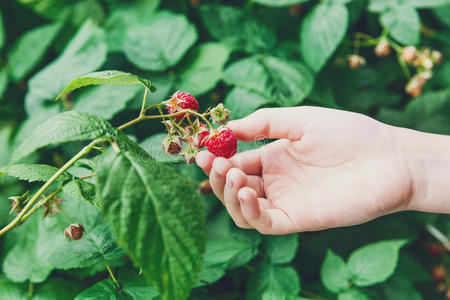 孩子们用手在灌木丛里收集成熟的红树莓