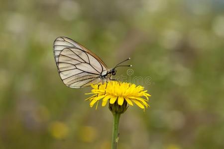 植物区系 动物 植物 动物群 美丽的 自然 变形 昆虫 蝴蝶