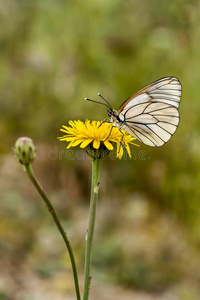 自然 昆虫 转型 动物群 美丽的 变形 植物 植物区系 蝴蝶