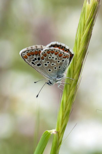 动物群 昆虫 植物 转型 蝴蝶 植物区系 自然 美丽的 动物