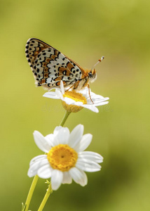 美丽的 动物 自然 昆虫 变形 植物 蝴蝶 转型 动物群