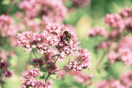 大黄蜂从薄荷花中收集花蜜。