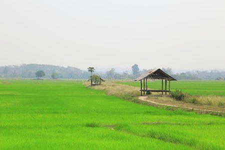 梯田 房子 风景 大米 植物 泰语 食物 作物 农场 种植园