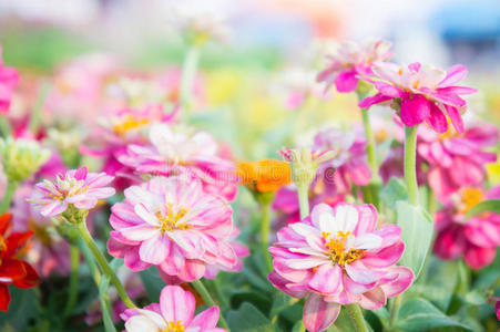 季节 盛开 开花 自然 植物 花瓣 花园 领域 公司 美女