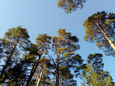 木材 森林 松木 树林 精彩的 灌木丛 全景 林地 温暖的