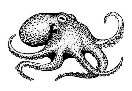章鱼触须素描图片