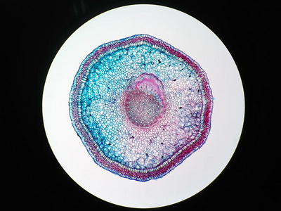 植物根的横截面