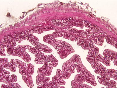 插图 吸收 腹腔 组织学 微绒毛 内衬 折叠 人类 动物