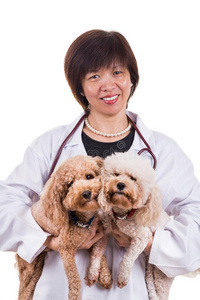 听诊器 医院 女人 动物 外套 贵宾犬 宠物 健康 检查