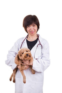 听诊器 动物 贵宾犬 诊所 检查 照顾 医院 可爱的 成人