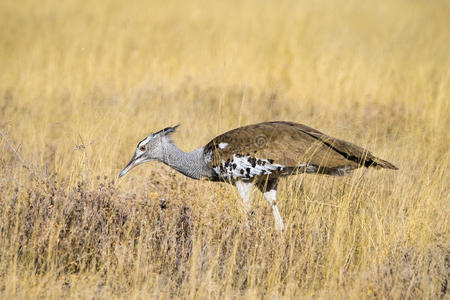 埃托沙 食物 草地 搜索 羽毛 非洲 游猎 保护 美丽的
